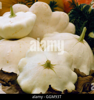 Squash - `White Bush' (Syn Squash `White Pattypan') (Scallop Shape)   VEG059036     Photos Horticult Stock Photo